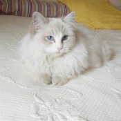 Photo de Ragdoll