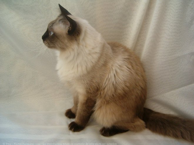 Photo de Sacr de birmanie