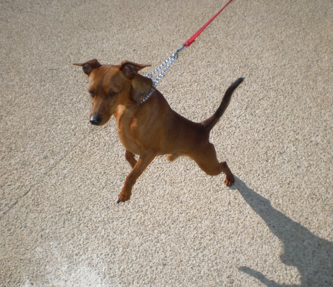 Photo de Pinscher nain