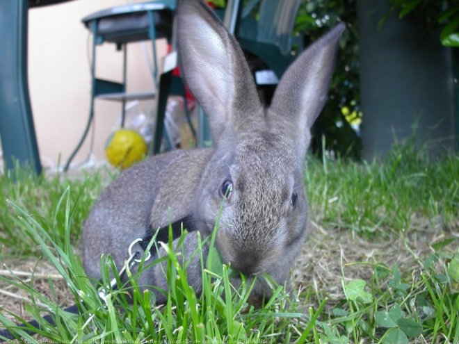 Photo de Lapin