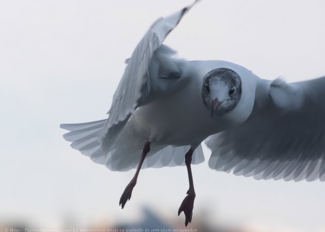 Photo de Mouette