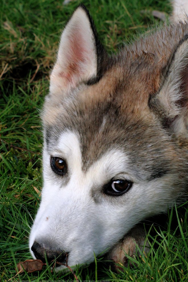 Photo de Husky siberien