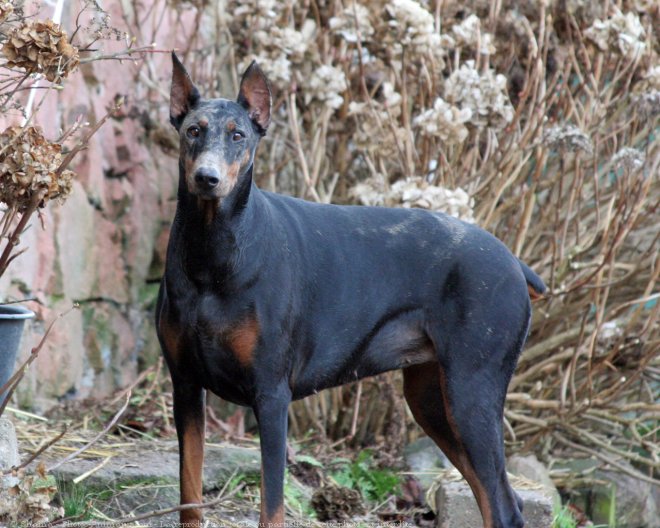 Photo de Dobermann