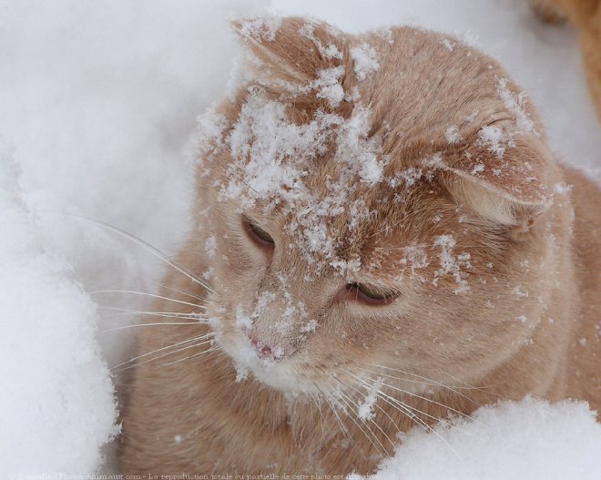 Photo de Chat domestique