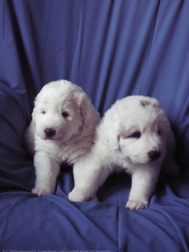 Photo de Chien de montagne des pyrnes