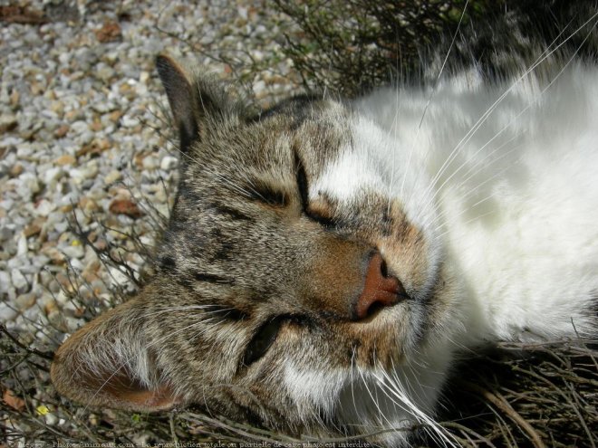 Photo de Chat domestique