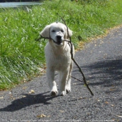 Photo de Golden retriever