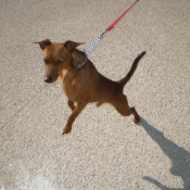 Photo de Pinscher nain