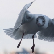 Photo de Mouette