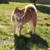 Photo de Shiba