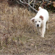 Photo de Golden retriever