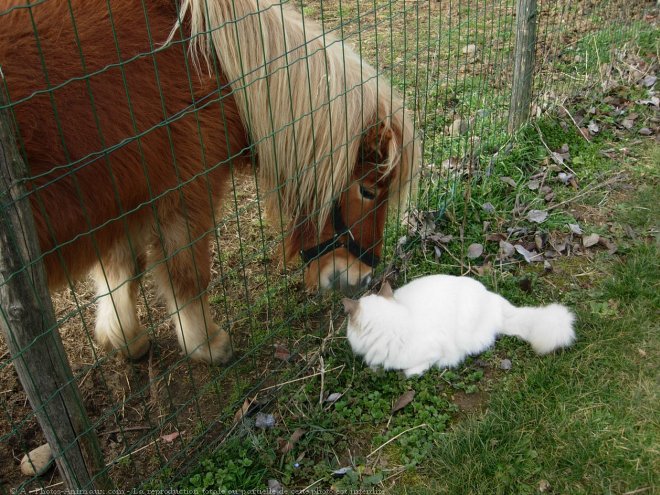 Photo de Ragdoll