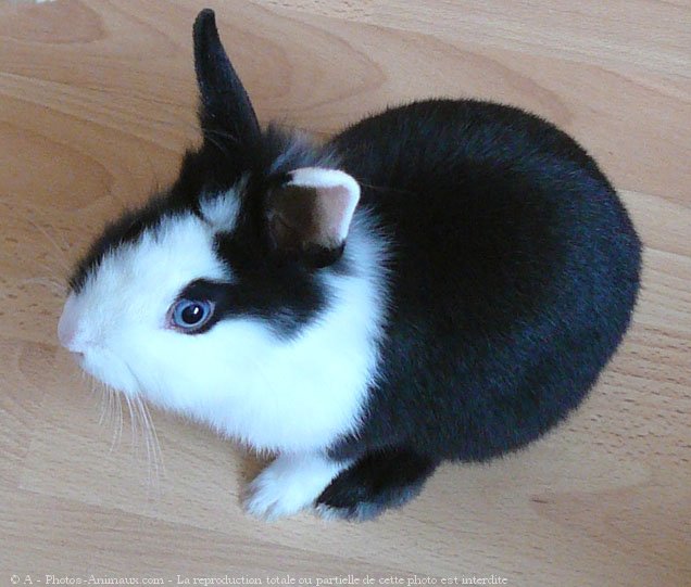 Photo de Lapin