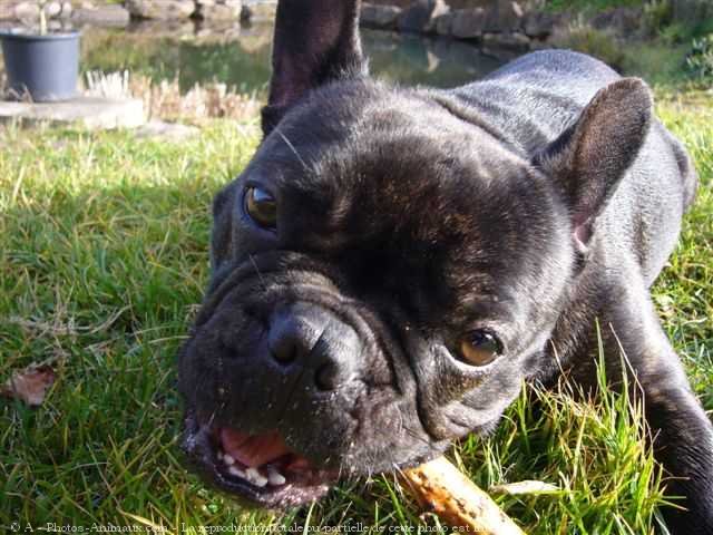 Photo de Bouledogue franais