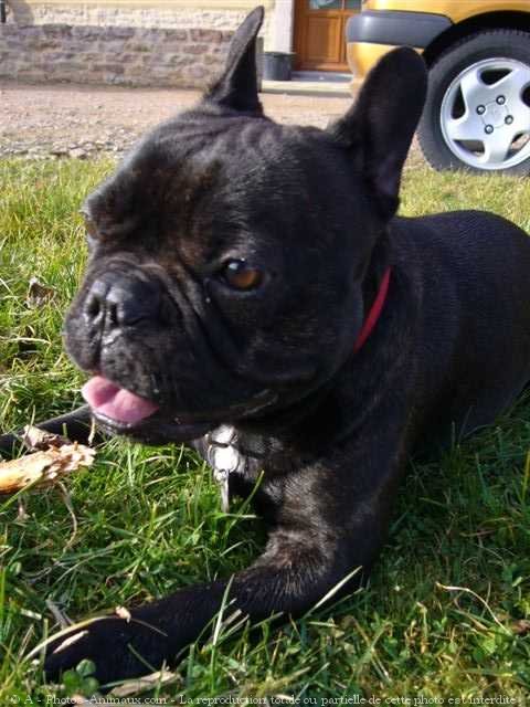 Photo de Bouledogue franais