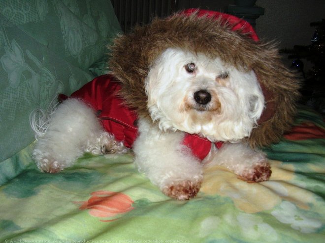 Photo de Coton de tulear