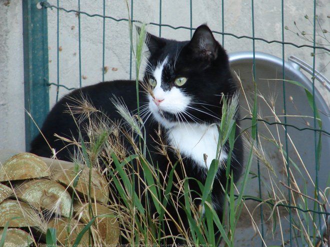 Photo de Chat domestique