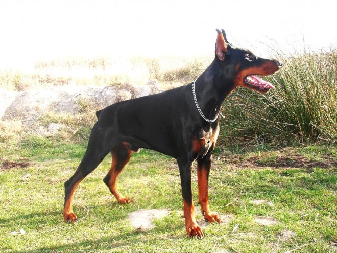 Photo de Dobermann