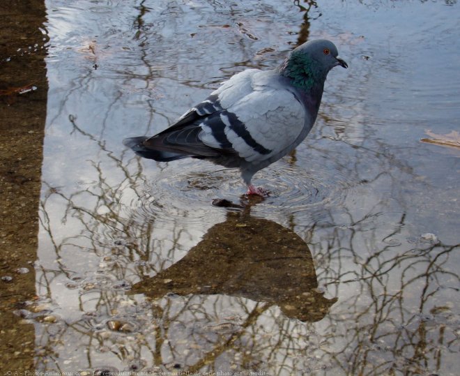 Photo de Pigeon