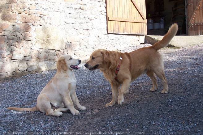 Photo de Golden retriever