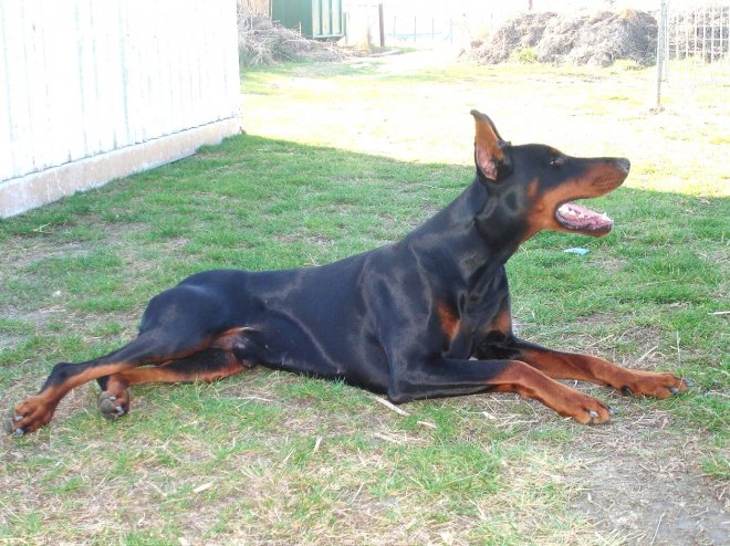 Photo de Dobermann