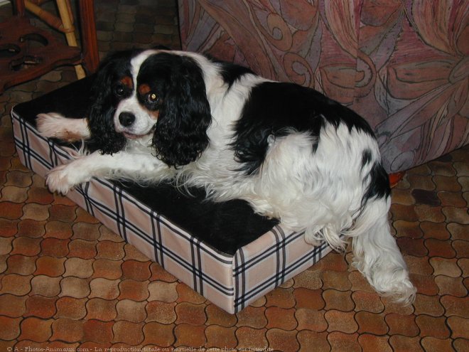 Photo de Cavalier king charles spaniel