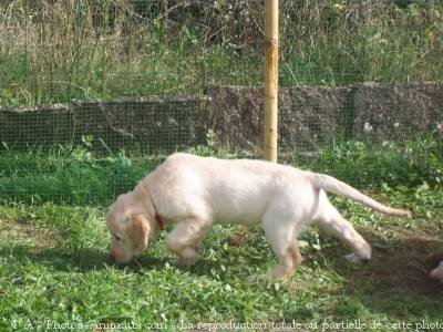 Photo de Golden retriever