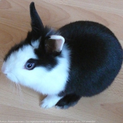 Photo de Lapin