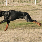 Photo de Dobermann