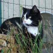 Photo de Chat domestique