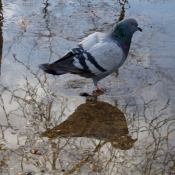 Photo de Pigeon