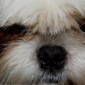 Photo de Shih tzu