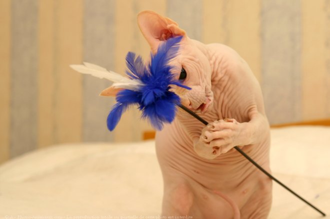 Photo de Sphynx