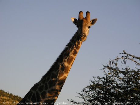 Photo de Girafe