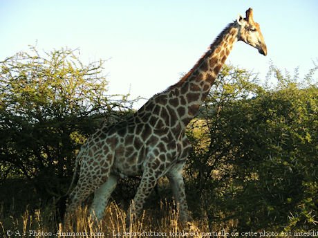 Photo de Girafe