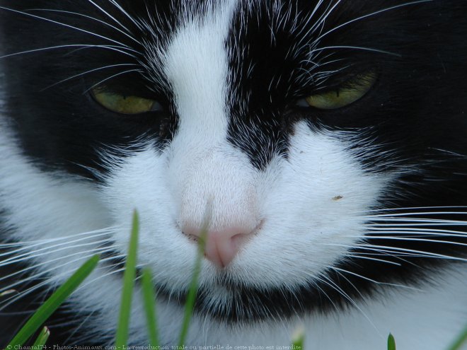 Photo de Chat domestique