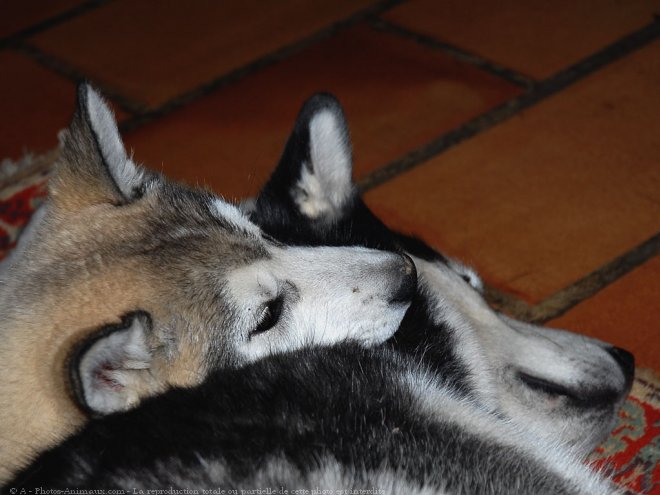 Photo de Husky siberien