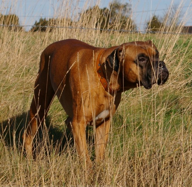 Photo de Boxer