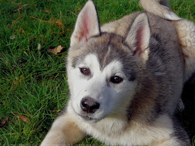 Photo de Husky siberien