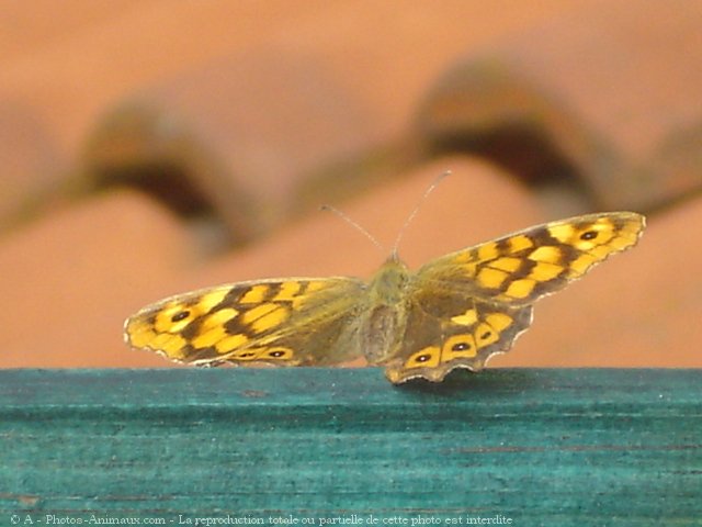 Photo de Papillon