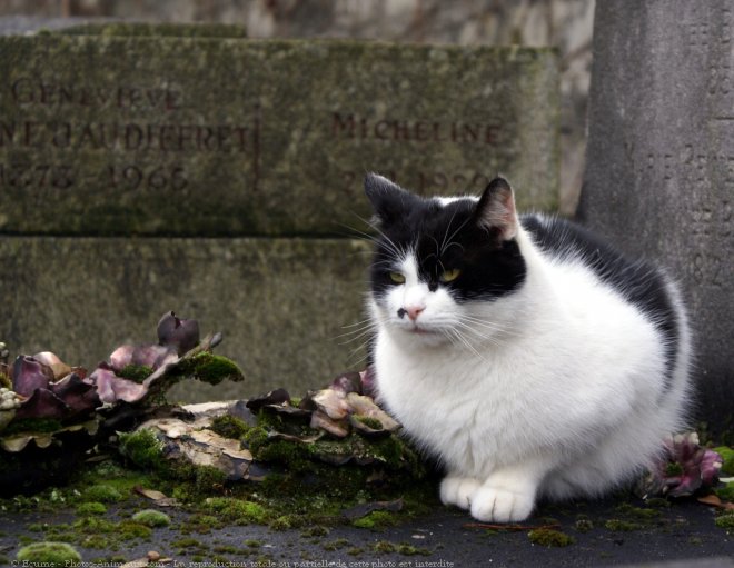 Photo de Chat domestique