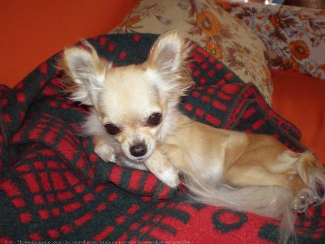 Photo de Chihuahua  poil long