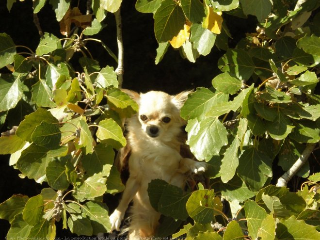 Photo de Chihuahua  poil long