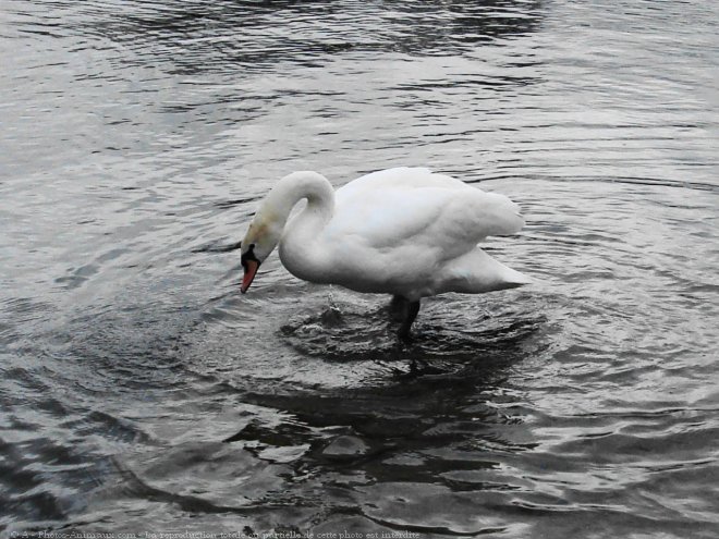 Photo de Cygne