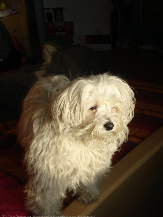 Photo de Bichon maltais