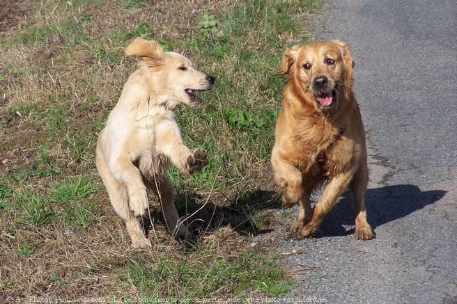 Photo de Golden retriever