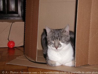 Photo de Chat domestique