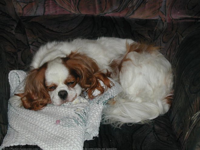 Photo de Cavalier king charles spaniel