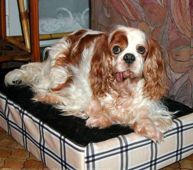 Photo de Cavalier king charles spaniel