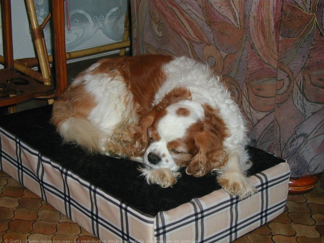 Photo de Cavalier king charles spaniel